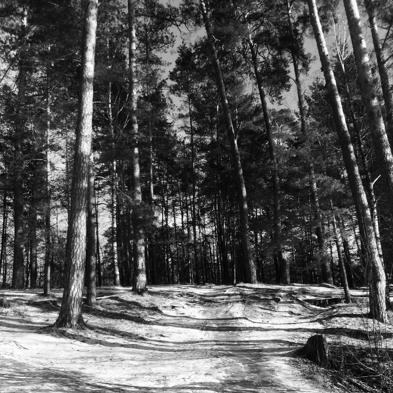 #pines #trees #forest #black and #white - Джастина Голополосова