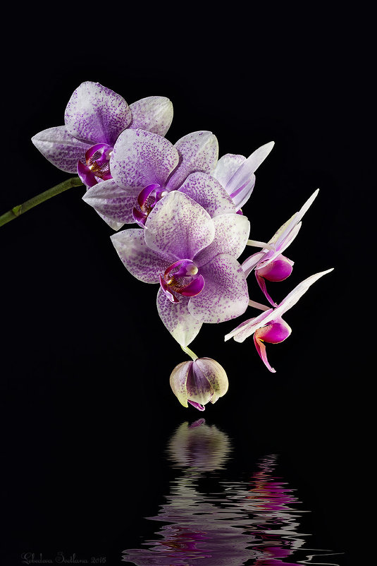 Орхидея - Светлана Л.