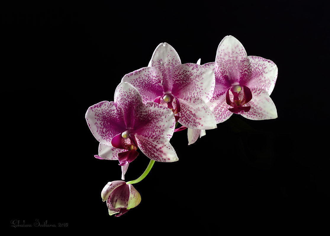 Орхидея  с каплями - Светлана Л.