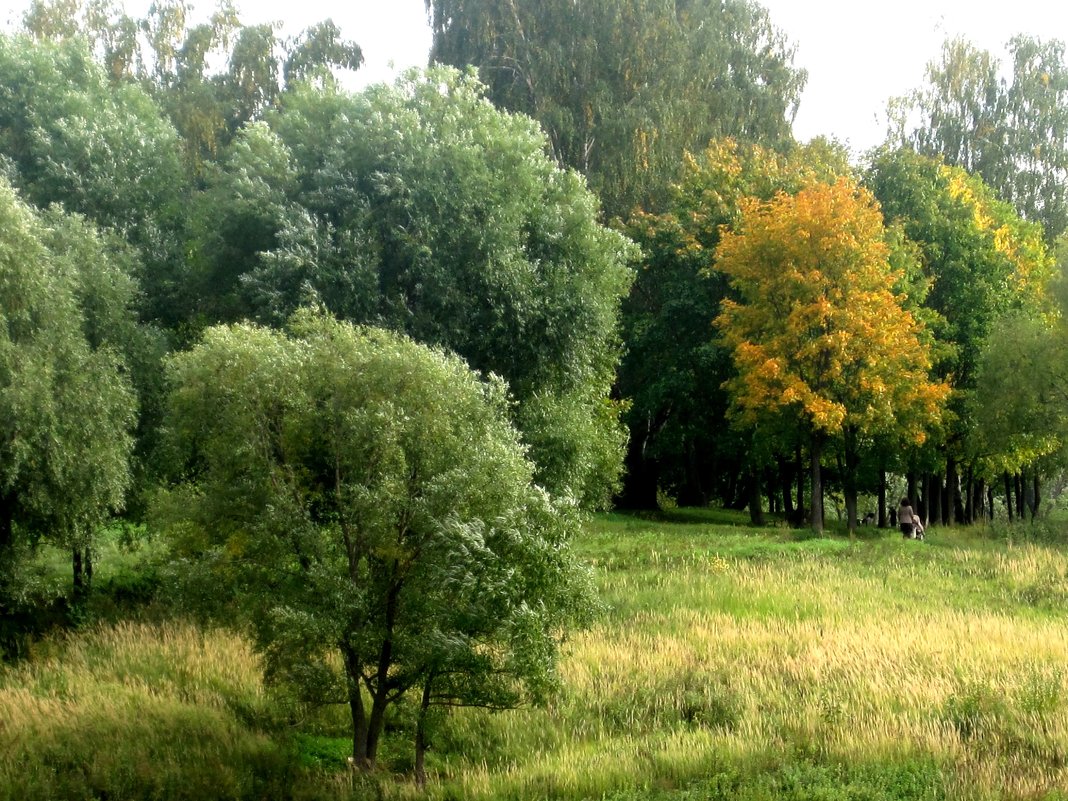 Деревья в парке - Елена Семигина