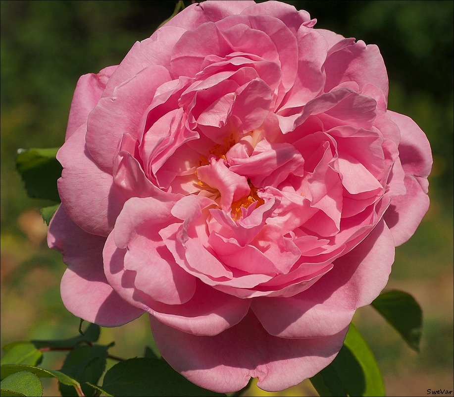В розовом цвете - wea *