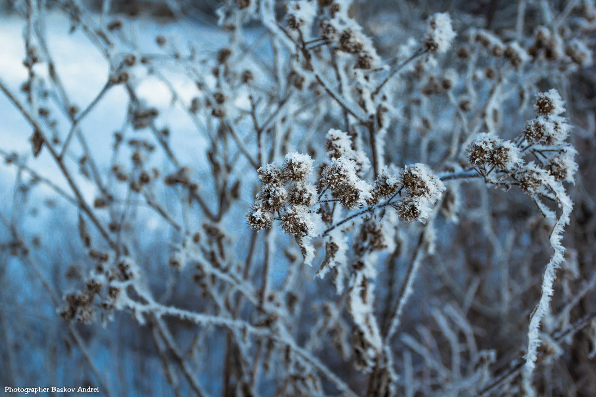 Зимняя природа - Андрей Баськов