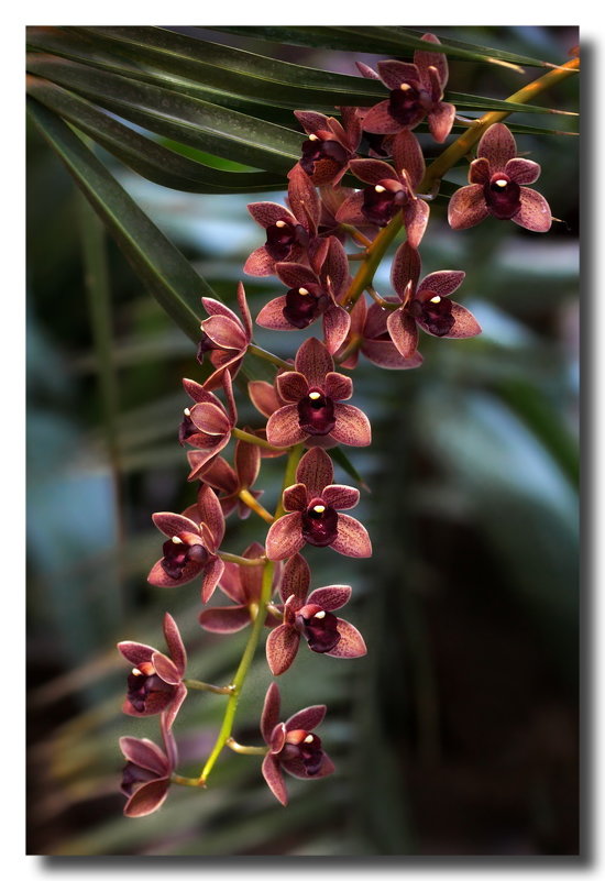 Орхидея Цимбидиум - GaL-Lina .