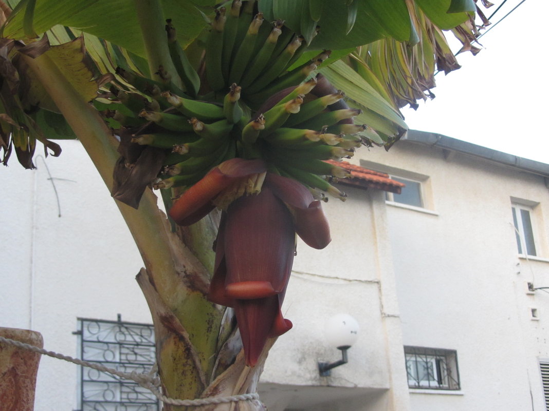 Цветет банан - Герович Лилия 