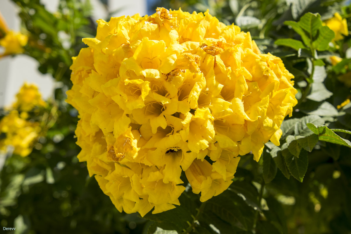 Желтые цветы Израиля - Александр Деревяшкин
