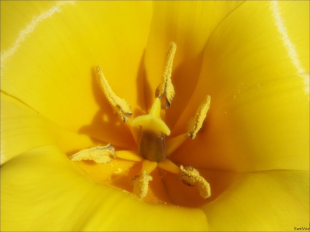 Шелковый тюльпан - wea *
