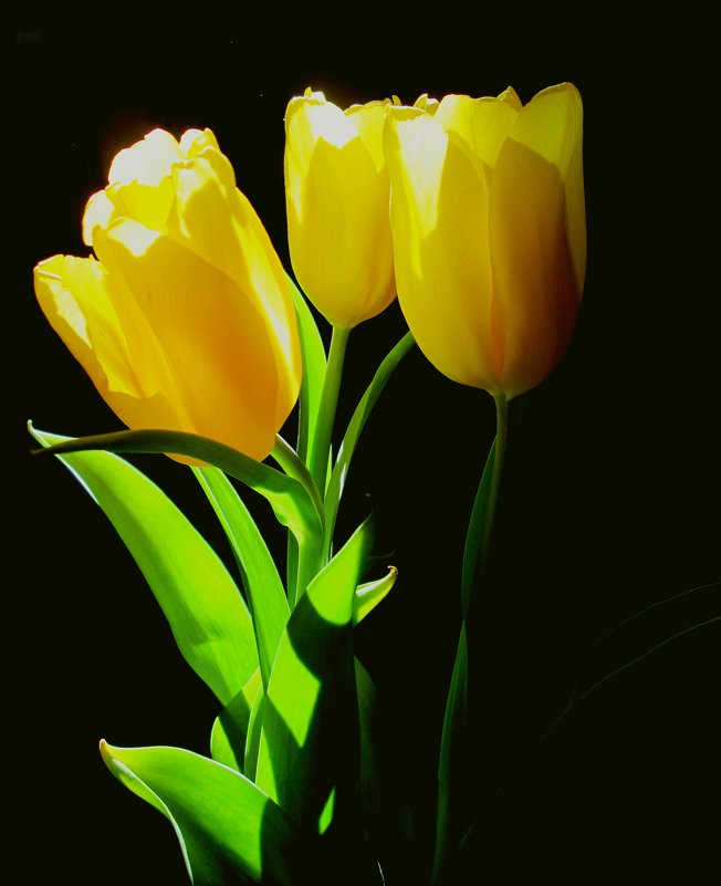Жёлтые тюльпаны. - Михаил Попов