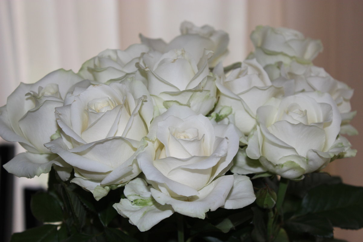 Белые розы - Mariya laimite