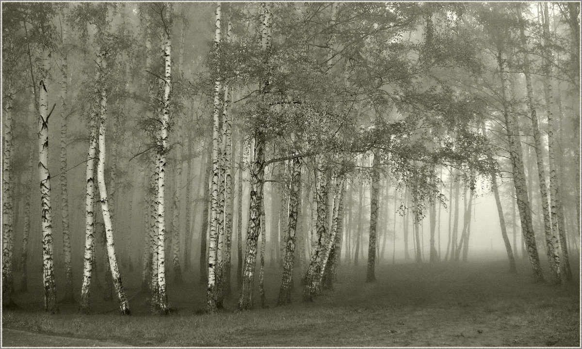 Заплутал туман в лесной сказке - Olenka 