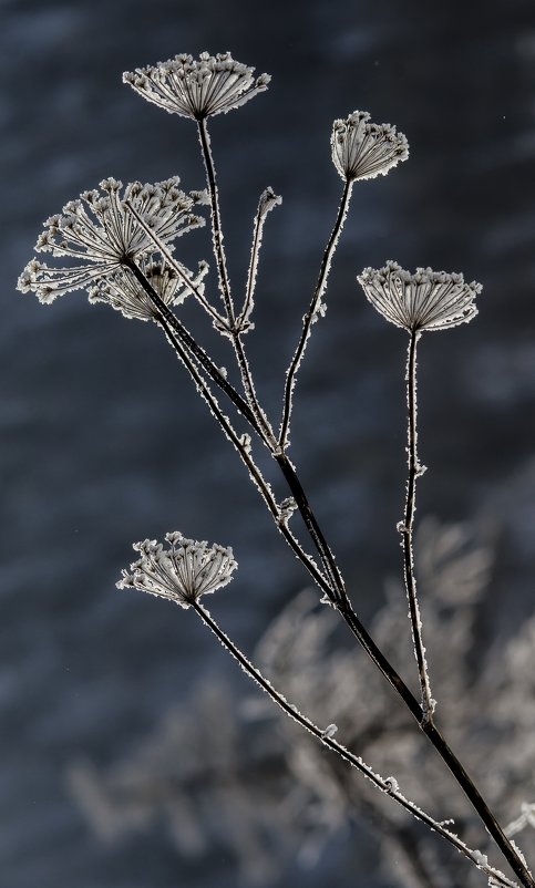 winter flowers - Dmitry Ozersky