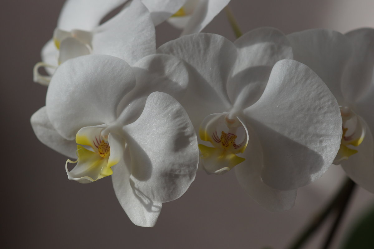 Пять портретов одной орхидеи - Наталия Григорьева