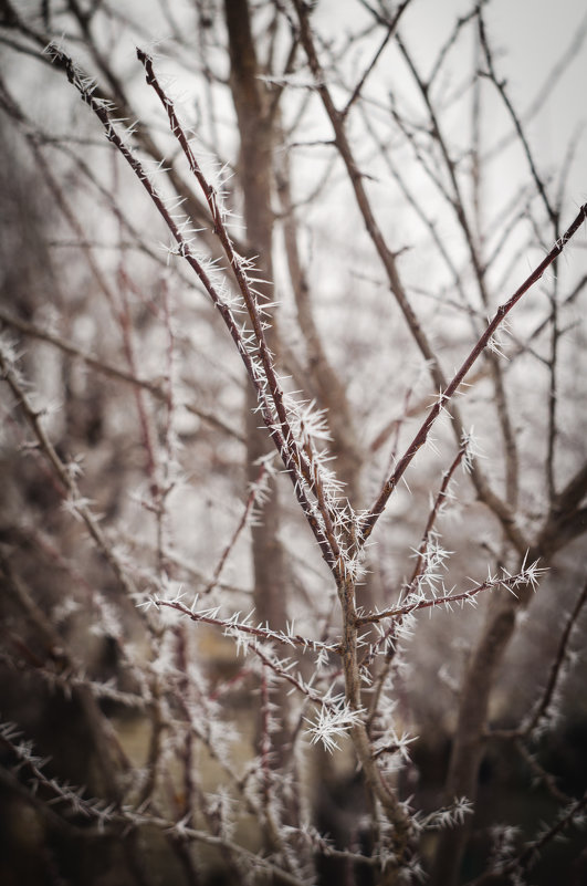 Холодное утро февраля 2015 - Андрей Гетьман