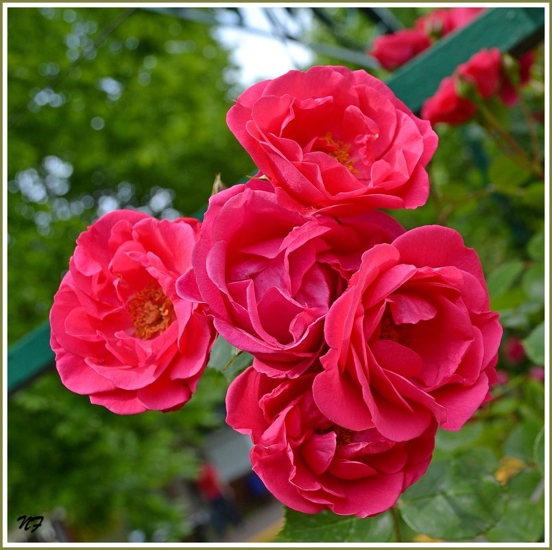 Розовые розы - Надежда 