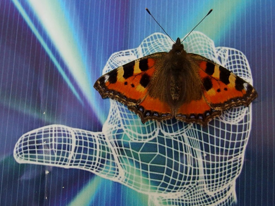 Бабочка - Андрей Мышко