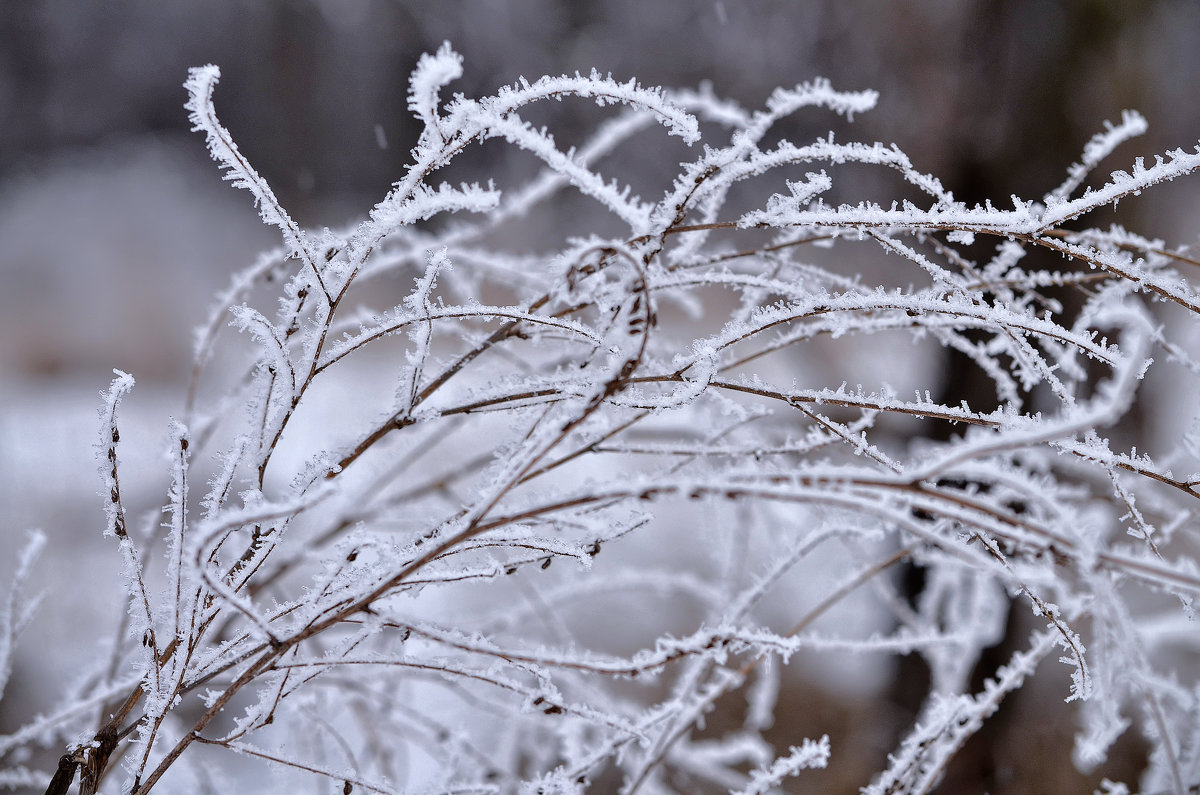 Winter - Tatiana Kretova