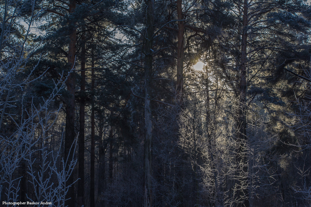 Луч солнца в зимнем лесу - Андрей Баськов