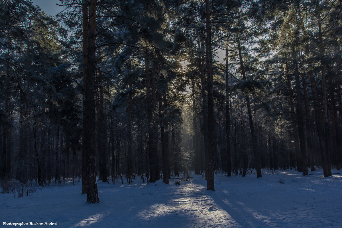 Солнце в лесу - Андрей Баськов