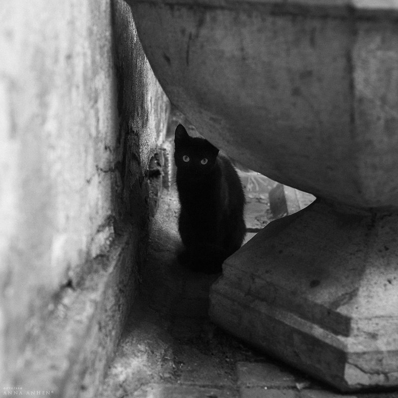 Чёрная кошка - Анна Анхен
