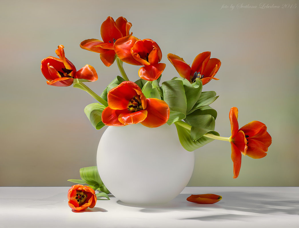 С красными тюльпанами в белой вазе - Светлана Л.
