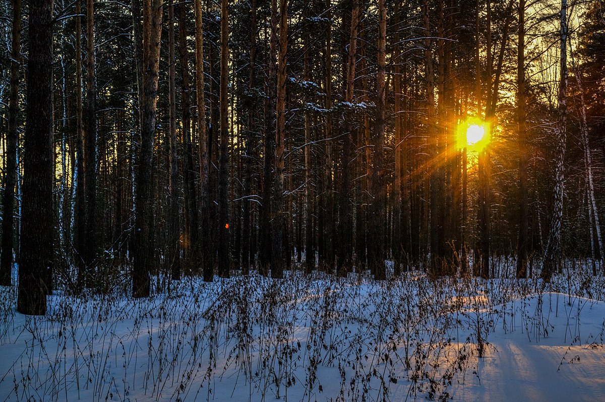 Вечер в лесу - Sergey Kuznetcov