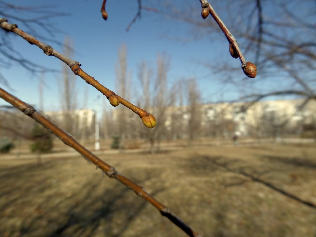 Весна в феврале... - Сергей Петров