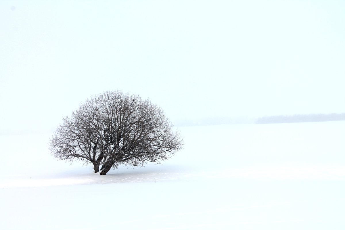 Одинокое дерево - Регина 