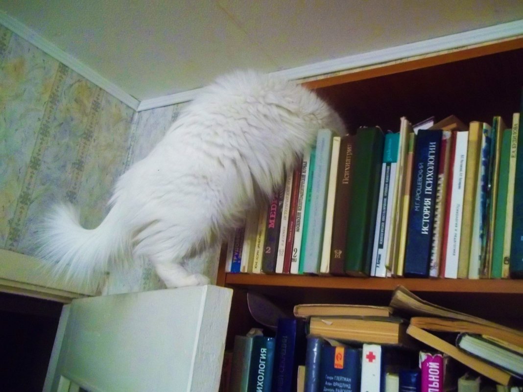 Ну должны же где-то здесь быть книги про кошек - Владимир Ростовский 