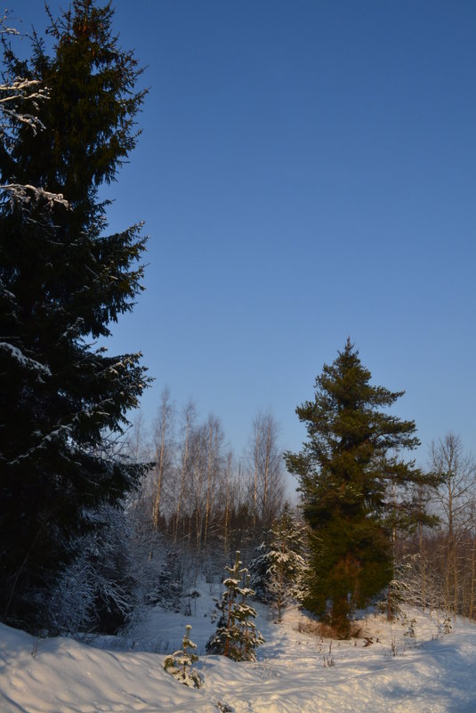 Зимний лес. - zoja 