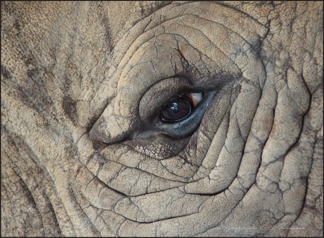 Взгляд носорога - Наталия Григорьева