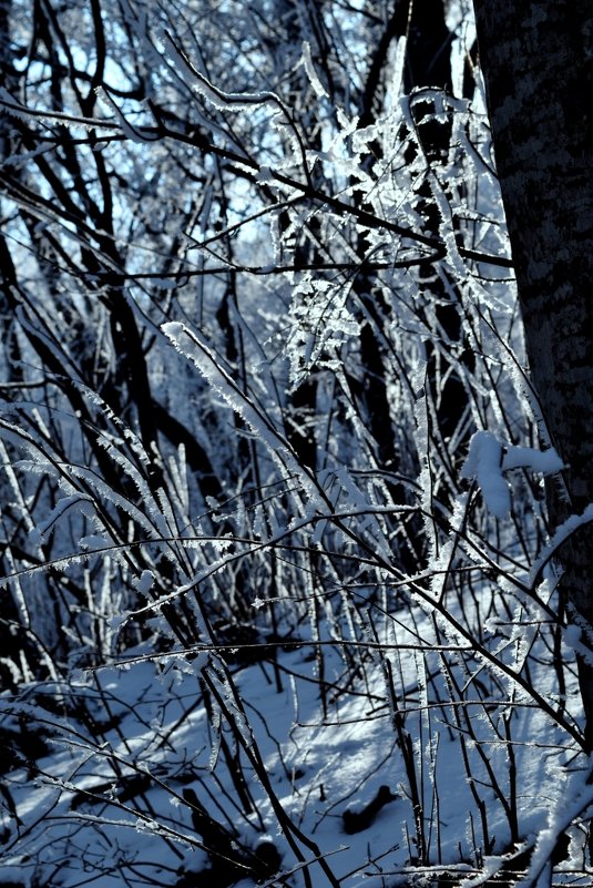 В зимнем лесу - Мария Климова