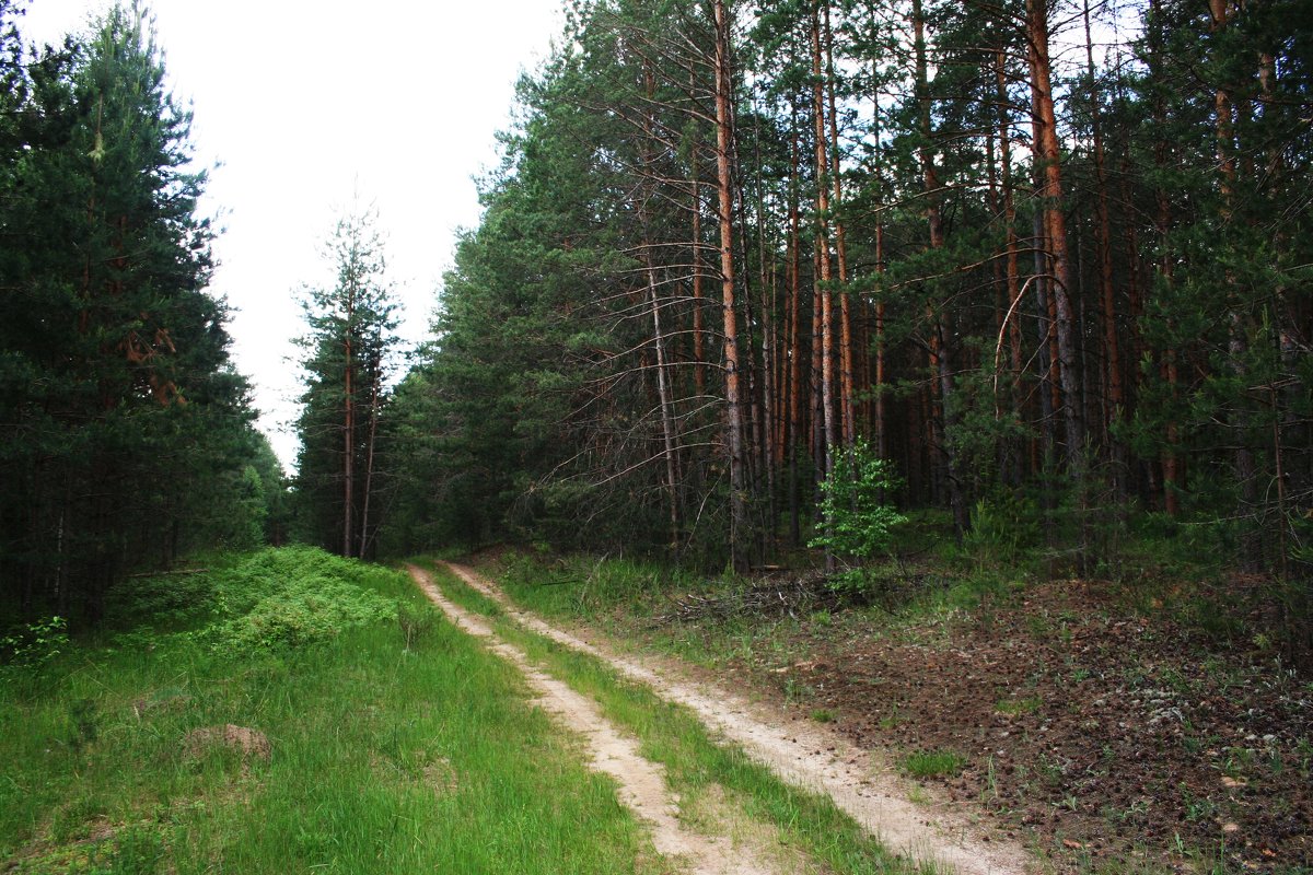Дорога в сосновый лес - Damir Si