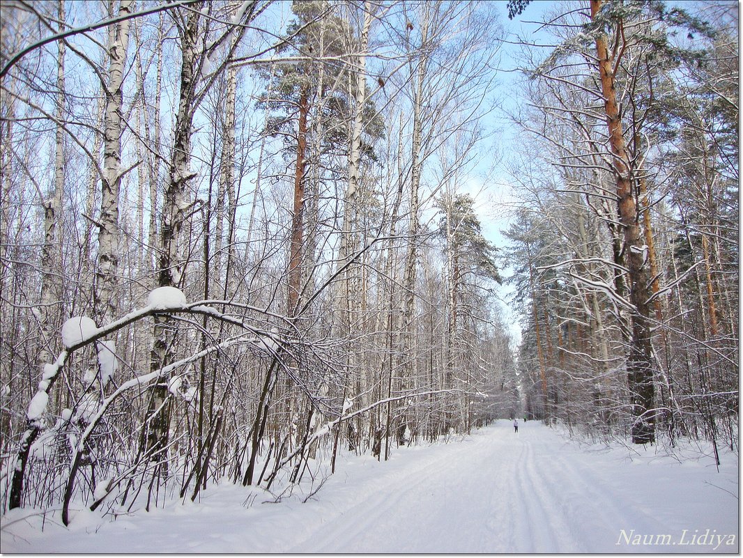 Прозрачность зимнего леса - Лидия (naum.lidiya)