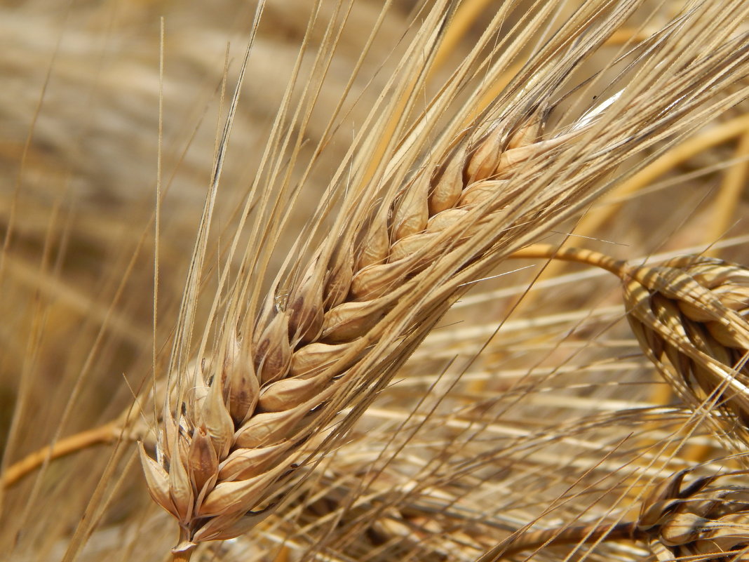 Пшеница - Даша 
