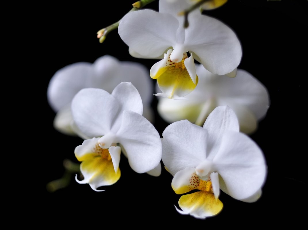 Орхидеи - galidob 