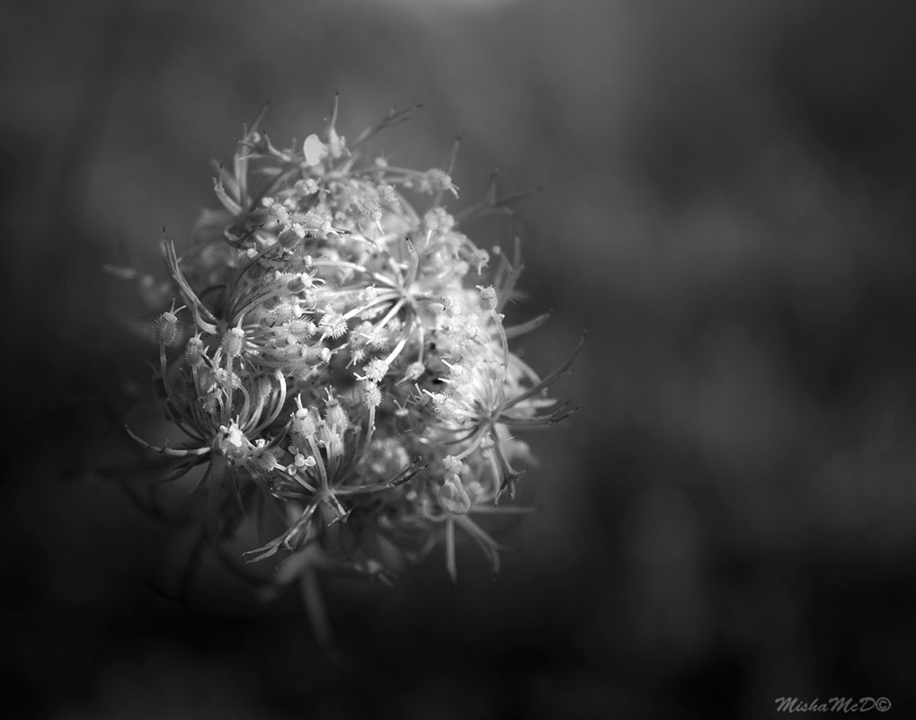 nature in black and white - Misha McD