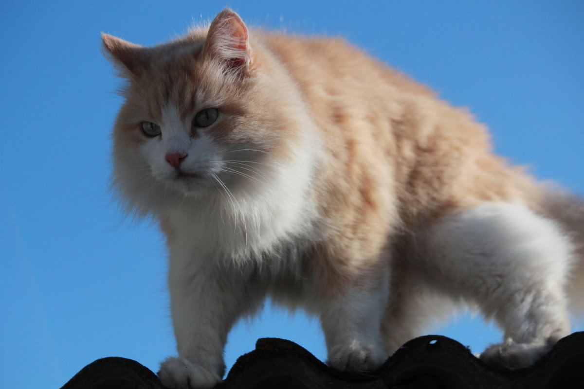 Кот на крыше - Елена 