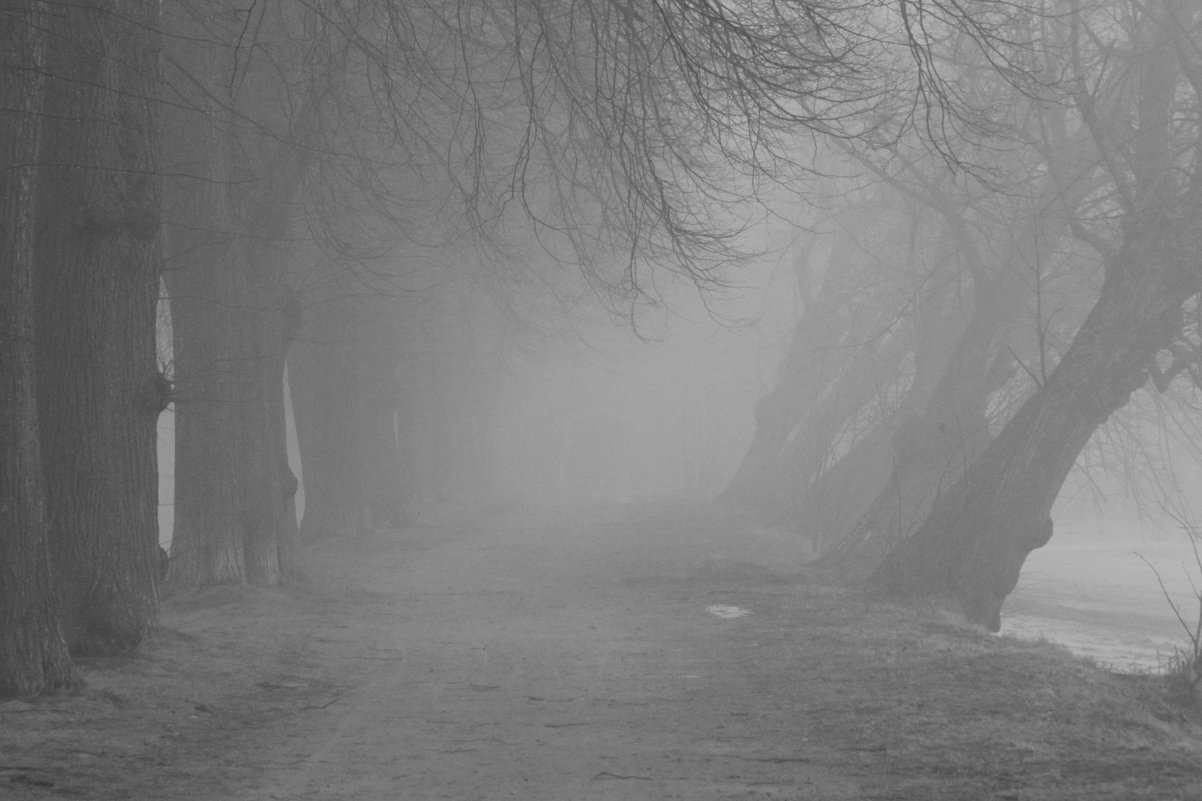 Липовая аллея в тумане - Lesya Vi