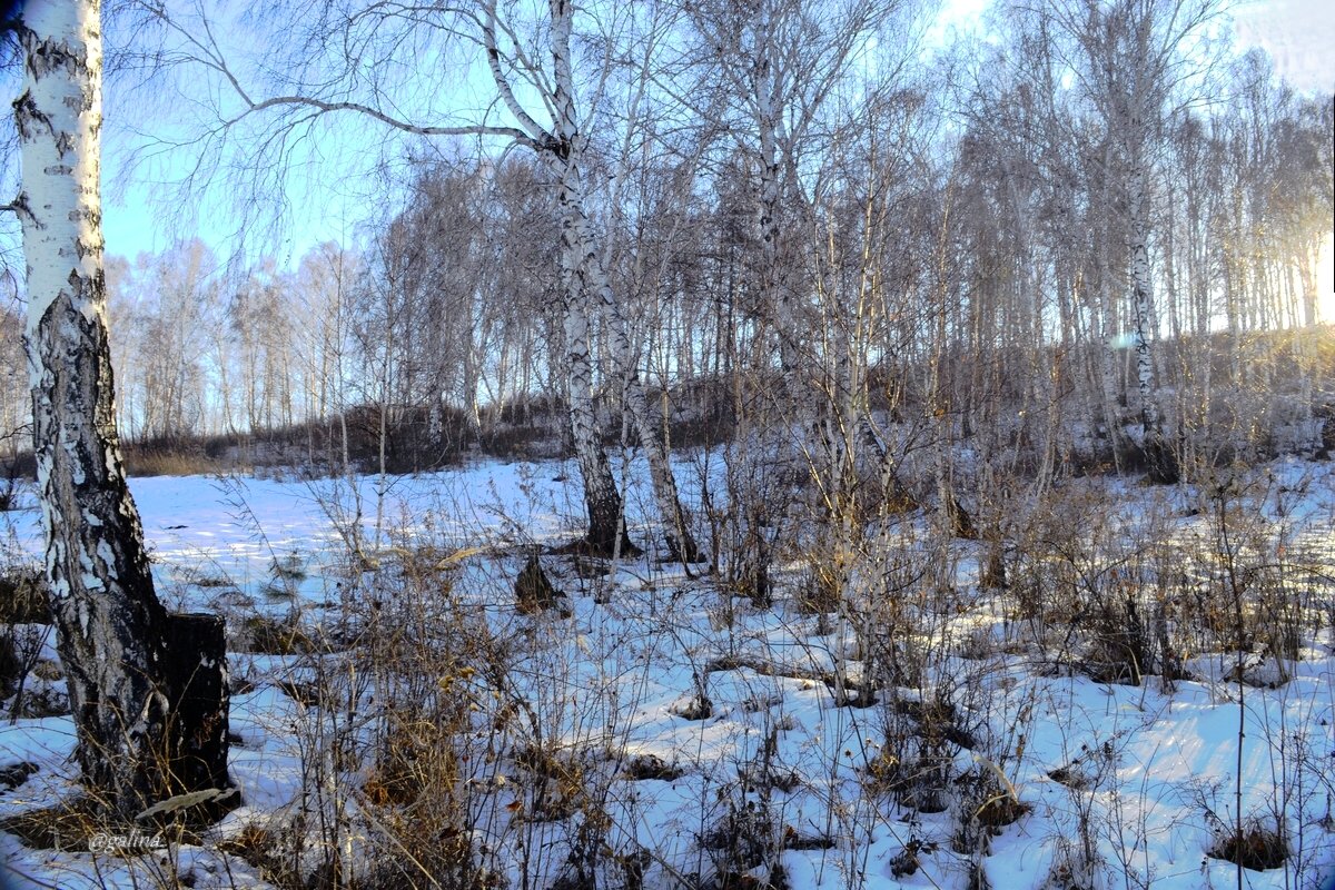 В февральском лесу - galina tihonova