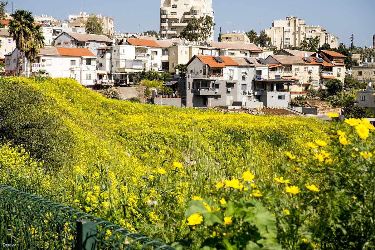 Весна в Израиле-Дикие травы! - Александр Деревяшкин