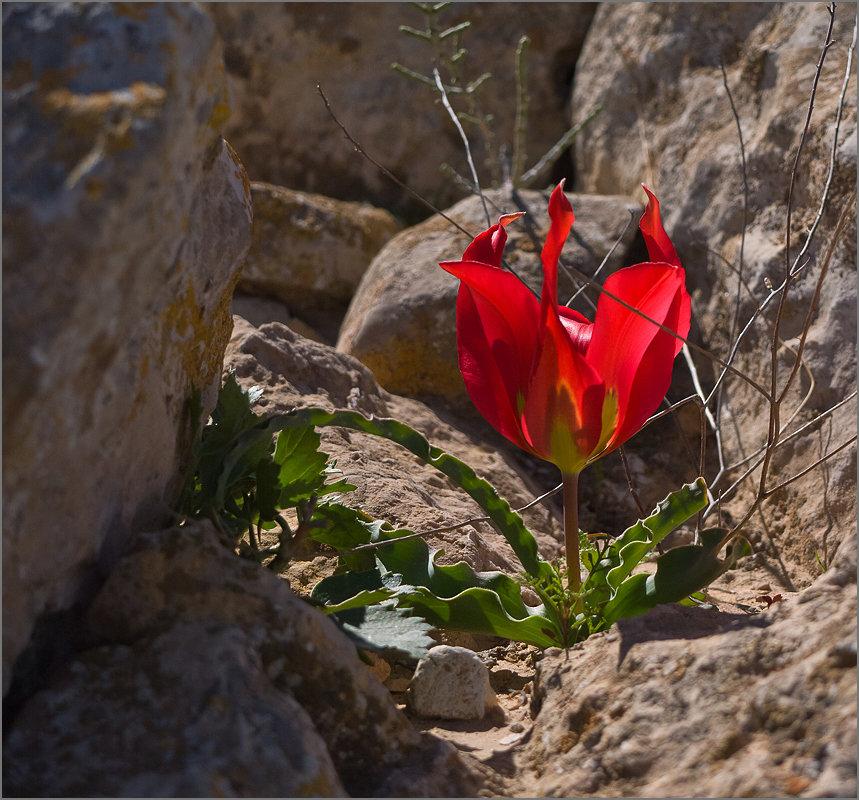 Цветы пустыни Негев. Израиль - Lmark 