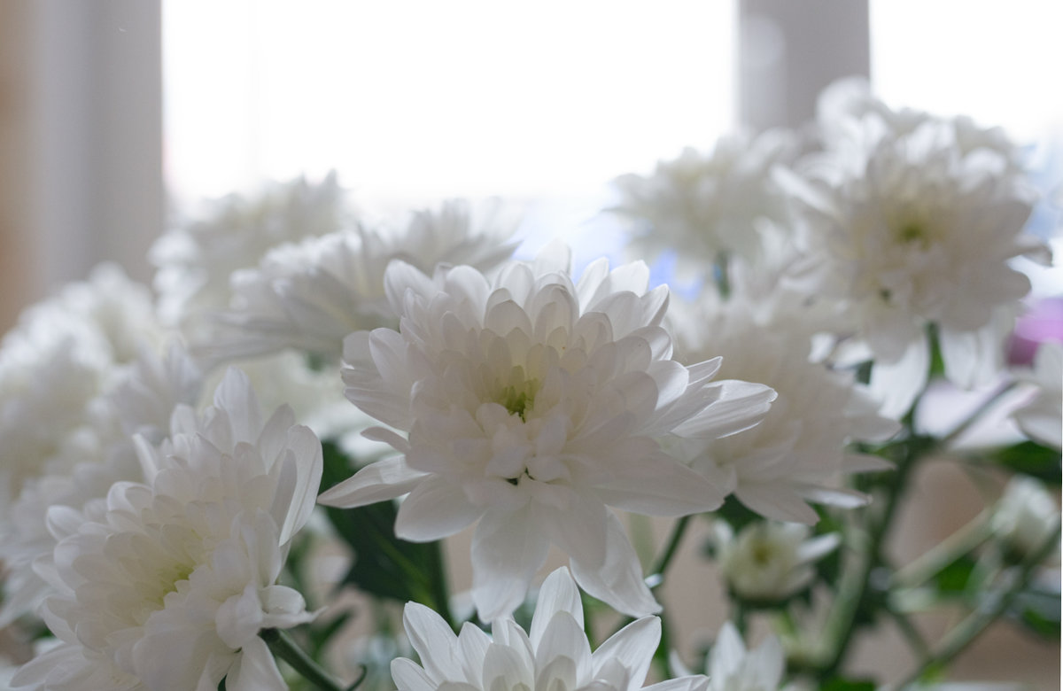 Весенние хризантемы - prostow 