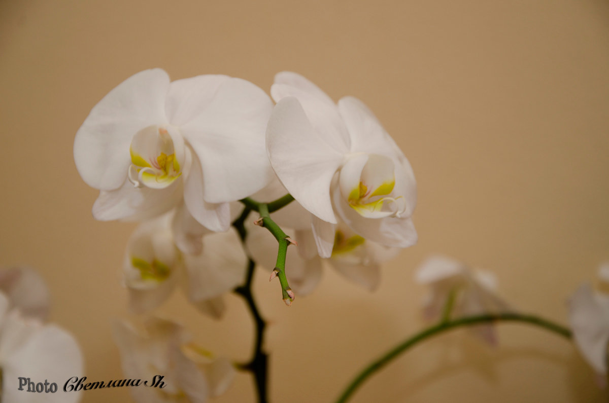 белая орхидеЯ - Светлана 