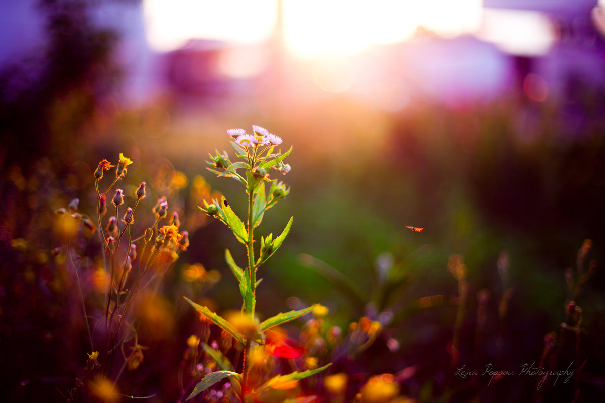 Полевые цветы на закате - Lena Popova