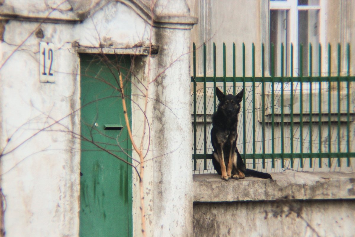 Пёс на заборе - обычное дело. - Николай Сергиенко