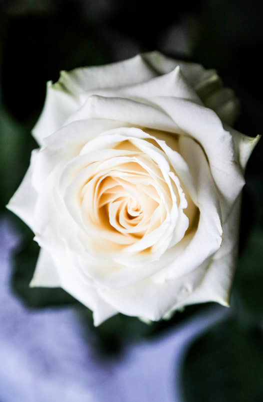 белая роза - Елена 