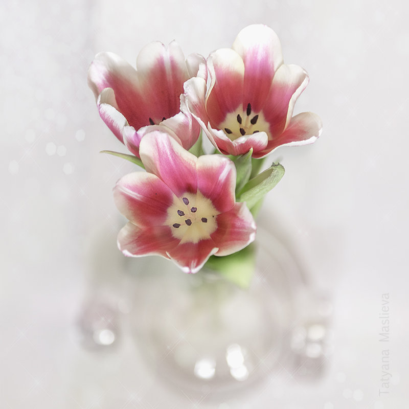 Цветы - Татьяна Маслиева