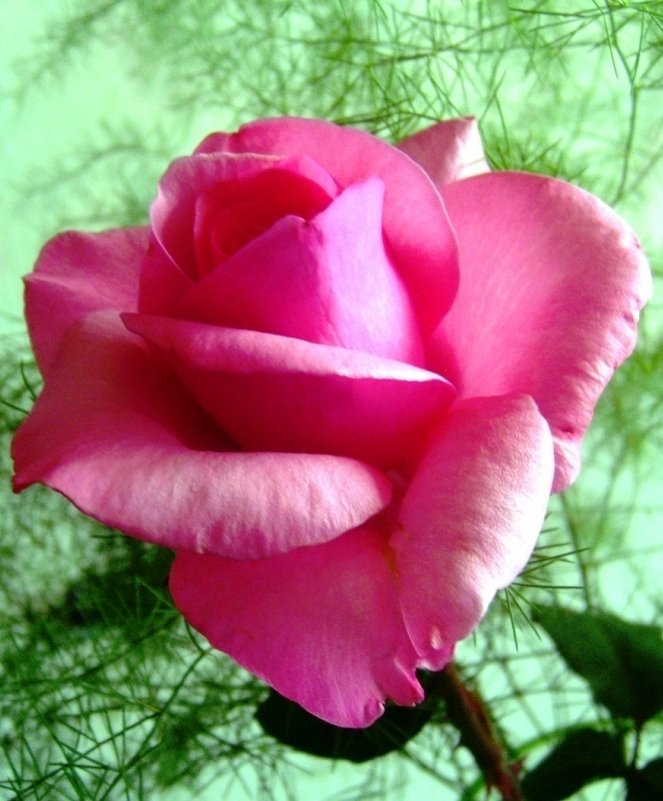 Розовая роза - Самохвалова Зинаида 