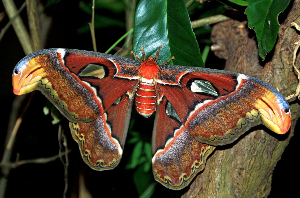 Attacus atlas - Alexander Andronik