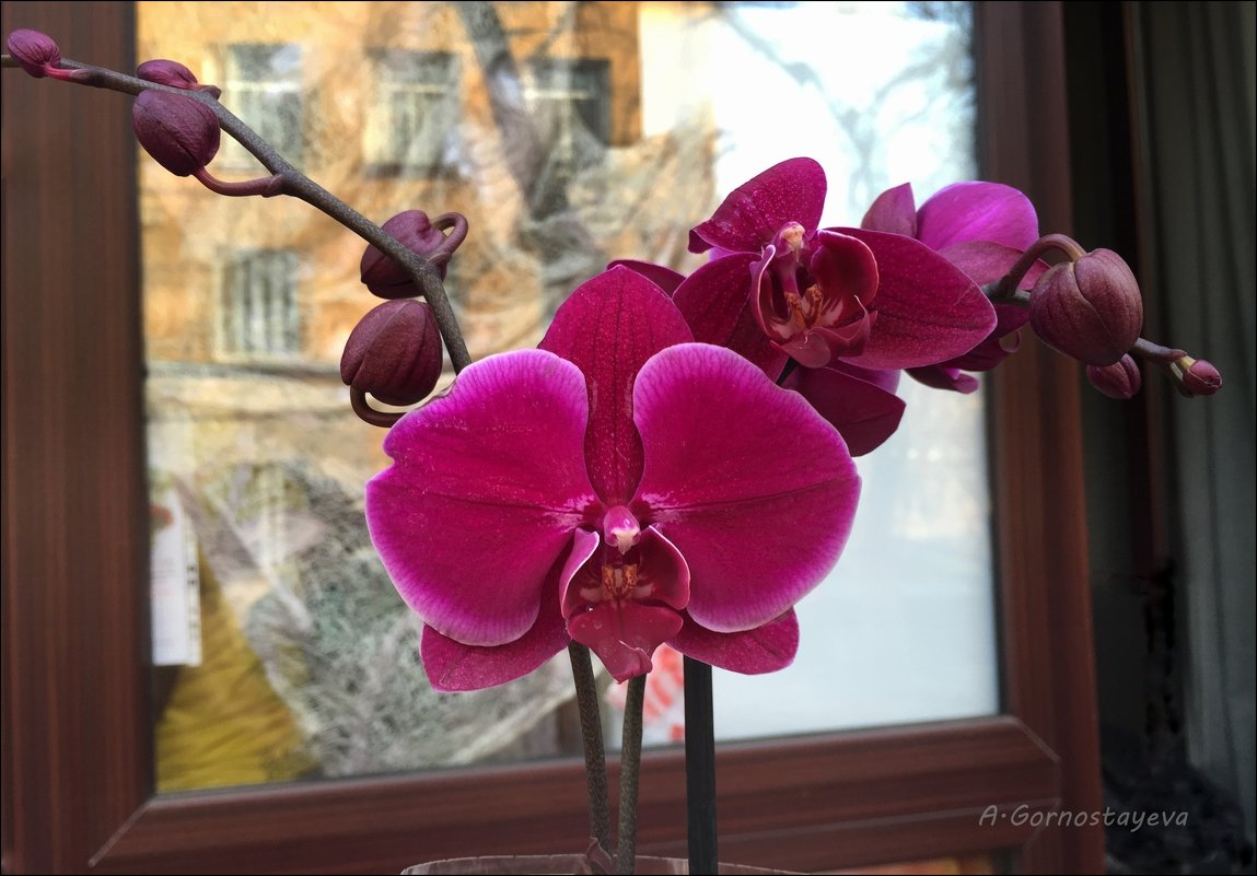 Орхидеям приписывают магические свойства. Они считаются самым эротическим цветком. - Anna Gornostayeva