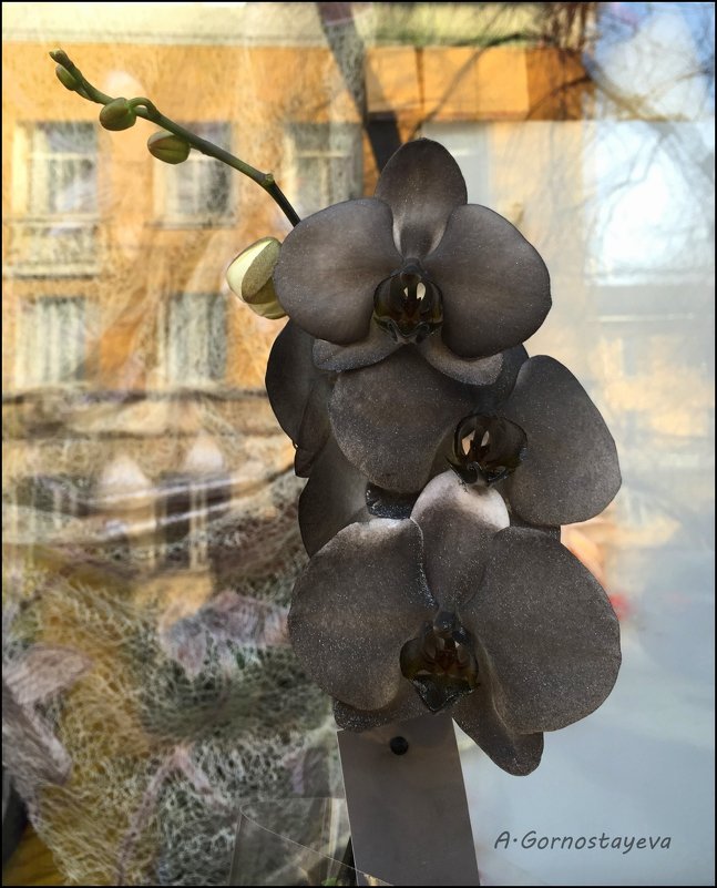 Черная орхидея. - Anna Gornostayeva